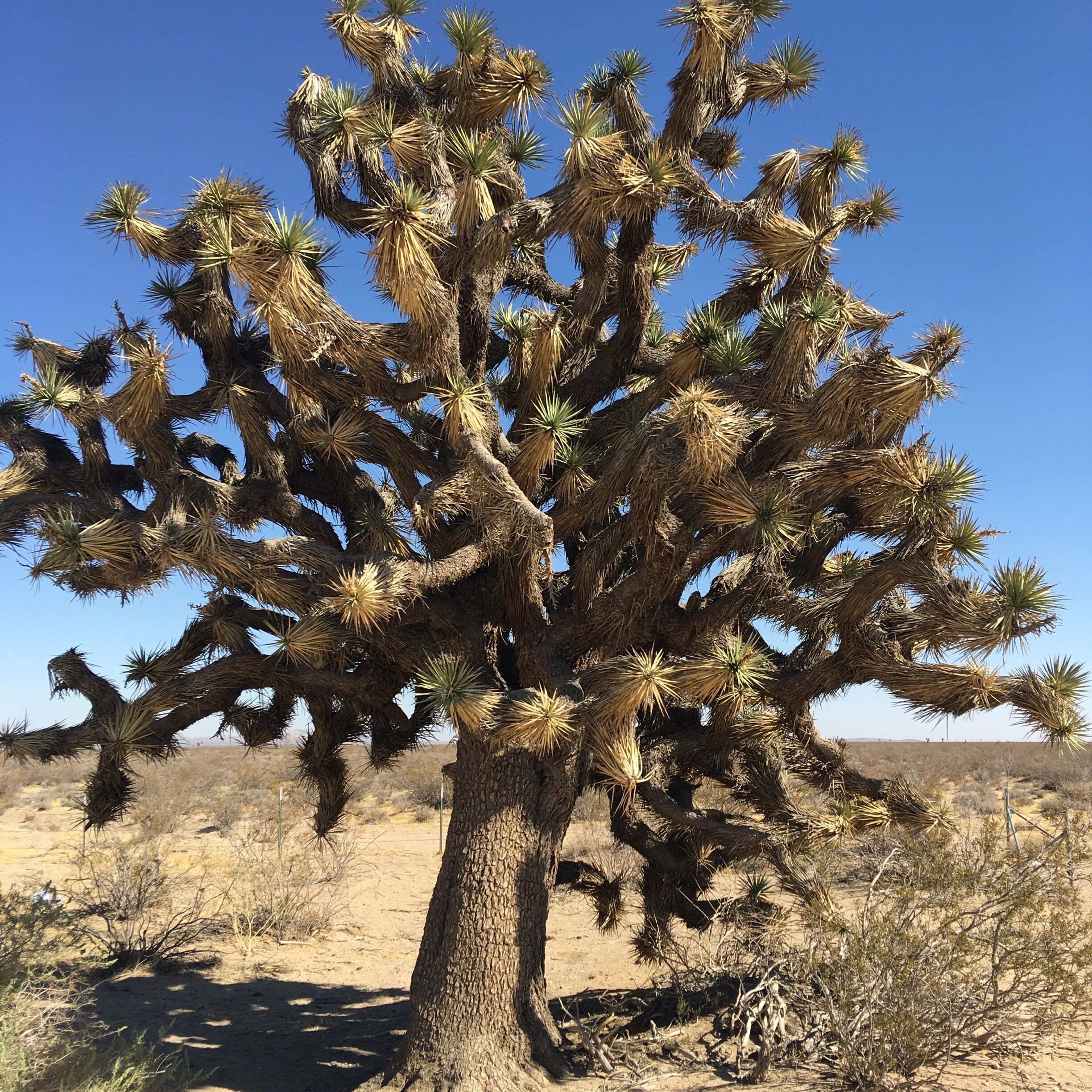 Joshua Tree