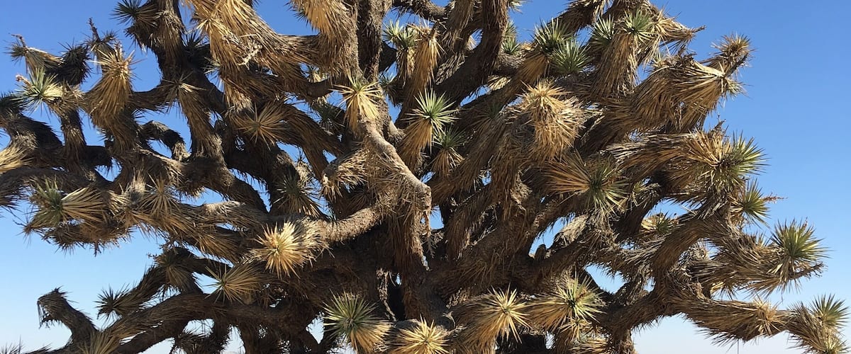 Joshua Tree