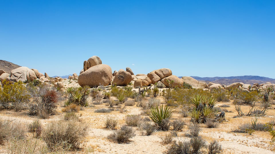 A desert landscape with large boulders and sparse vegetation.