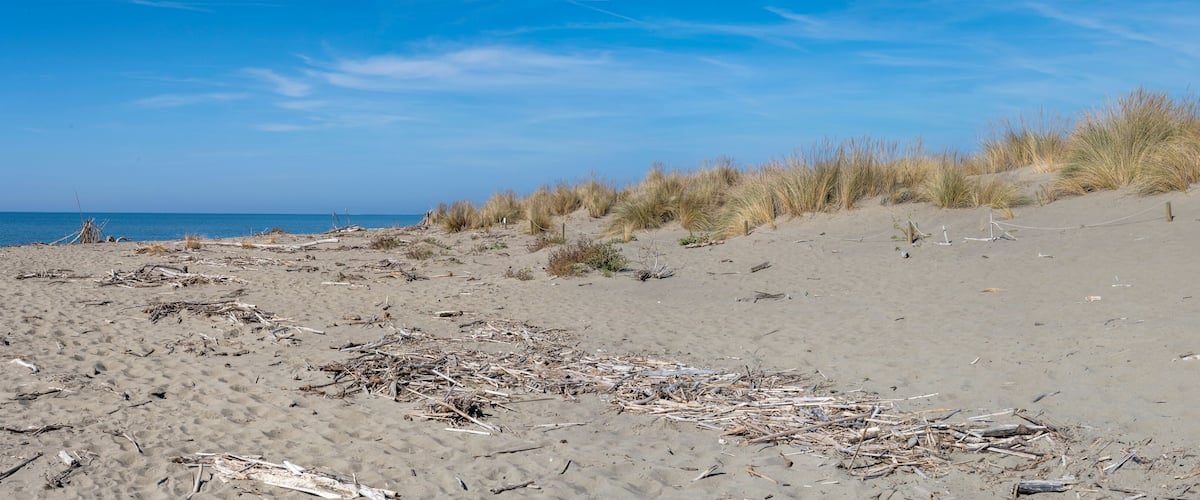 A sandy beach with driftwood and tall grasses.
