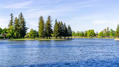 Large redwood trees on the shoreline of Lake Ellis, Marysville, Yuba County, California