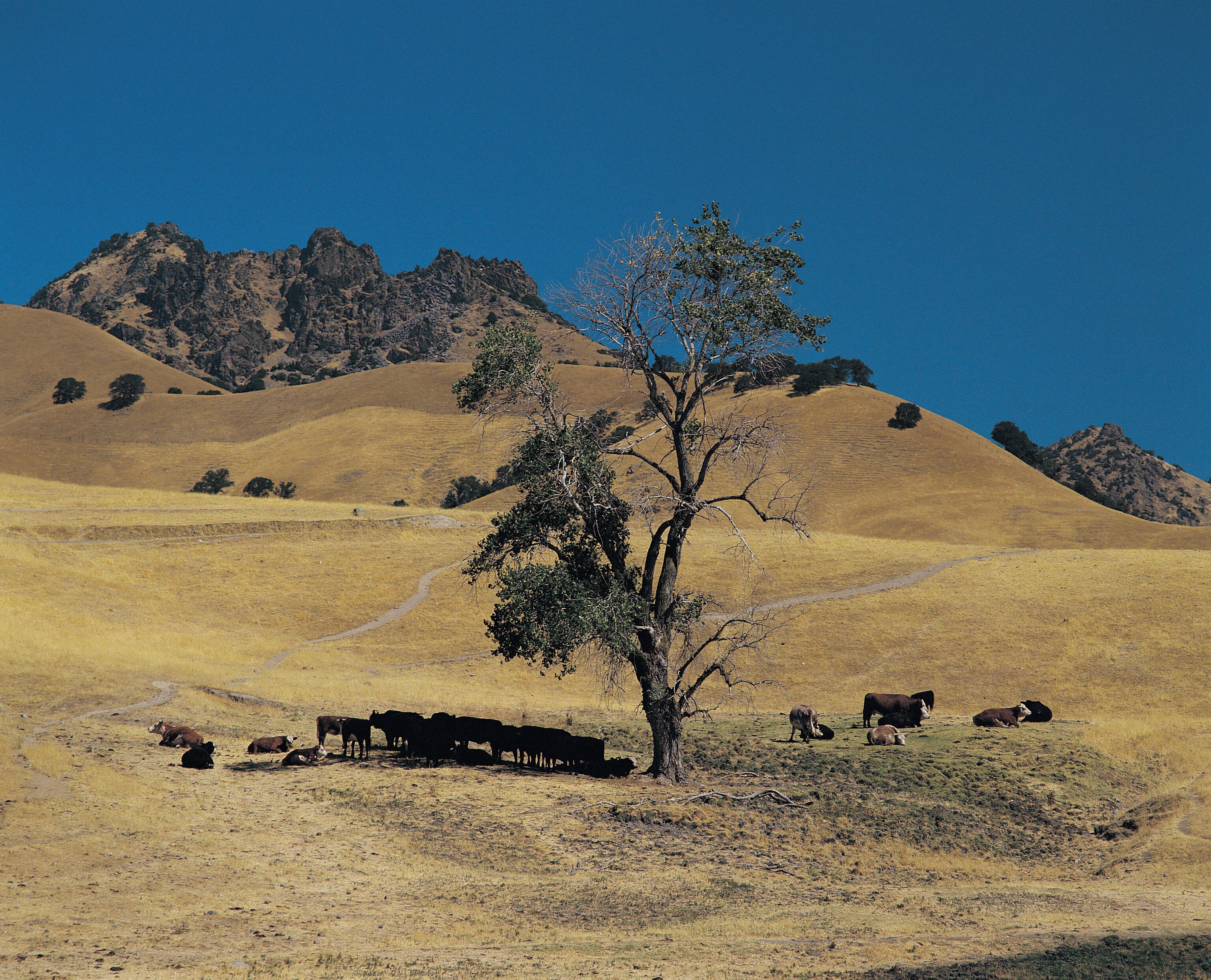 Landscape near Yuba City, California, USA