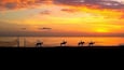 Sunset with horse