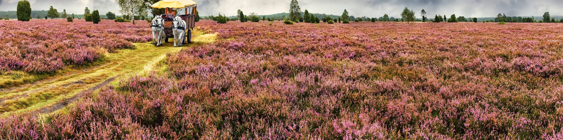 A field of pink flowers with a carriage pulled by two horses.