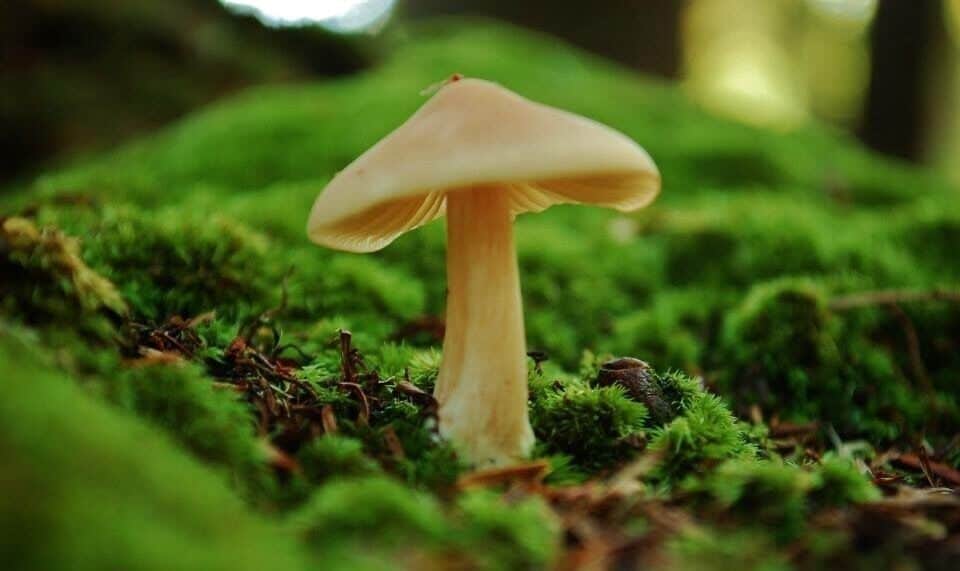 I love to take a stroll on Lakeside Trail after work thru the summer. Mostly because I am looking for these little guys. I shot several pix of this mushroom, this one being my favorite. I believe this is Mycena galericulata...if I am wrong please correct me!! 
#baysmountain #mushroom #getoutside #hike