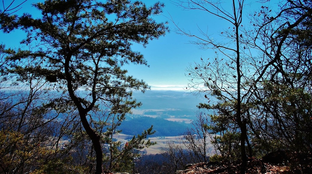 The Bay's Ridge Road Trail is a beautiful change of scenery from the Fire Tower. This is definitely a must when visiting this city owned park!!!
http://www.baysmountain.com
#baysmountain #hiking #getoutside #trails #kingsporttn #howboutthatview