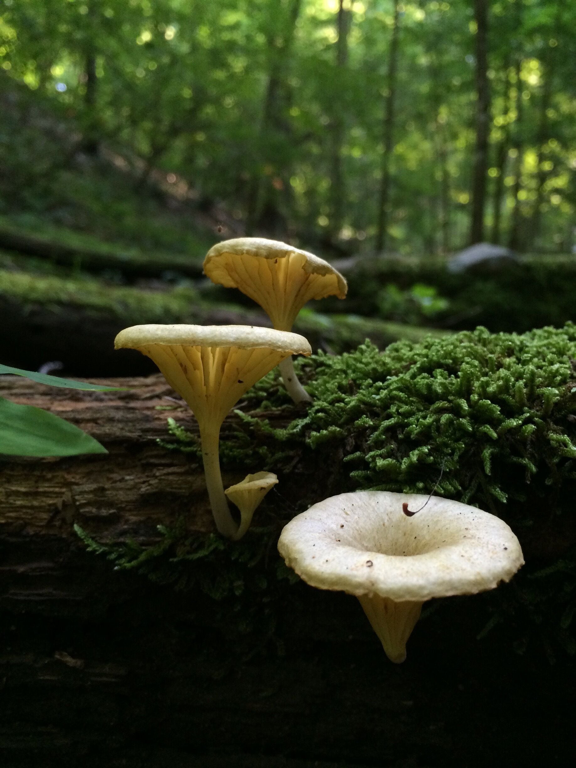 "The universe is full of magical things, patiently waiting for our wits to grow sharper." 
-Eden Phillpots

An iPhone photo I shot while hiking in Lakeside trail in Bays Mountain Park. I was right back there the very next day and those mushrooms were gone. I was happy to have shot them! 

#baysmountain  #hiking #mushrooms #forest #getoutside #trails #love #fungi