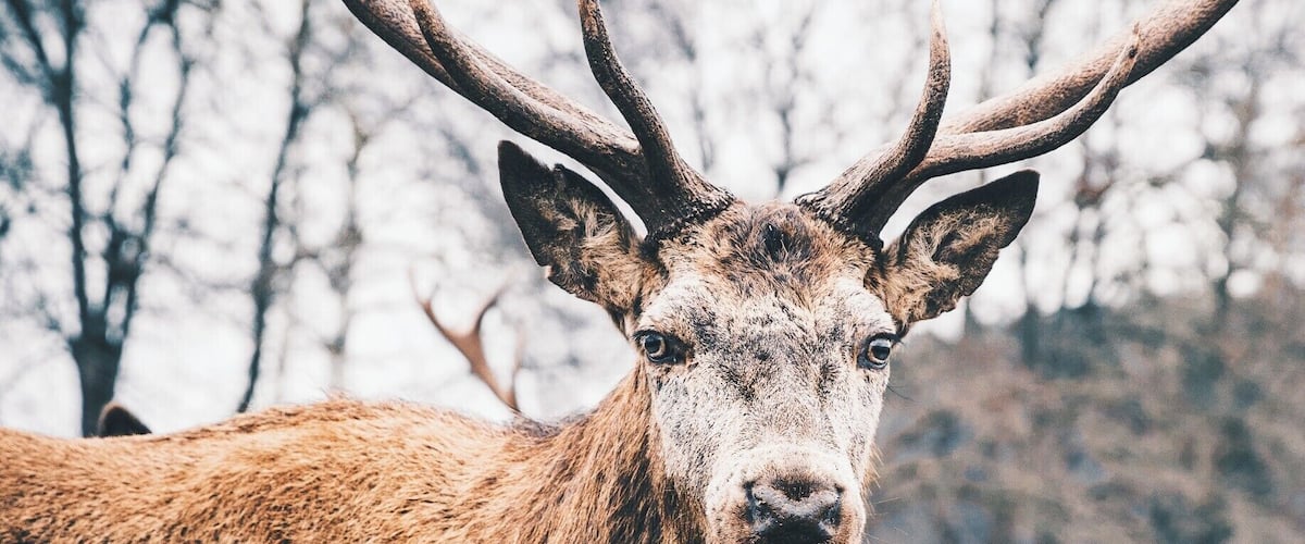 Meeting this deer in the Eifel National Park in Germany.
#troveon #germany #deer #wildlife #forest #wild #outside #portrait
Make sure you follow me on: https://www.facebook.com/ShotByCanipel/ https://www.instagram.com/canipel/