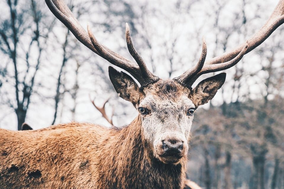 A large elk with prominent antlers standing in a forested area.