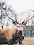 Meeting this deer in the Eifel National Park in Germany.
#troveon #germany #deer #wildlife #forest #wild #outside #portrait
Make sure you follow me on: https://www.facebook.com/ShotByCanipel/ https://www.instagram.com/canipel/