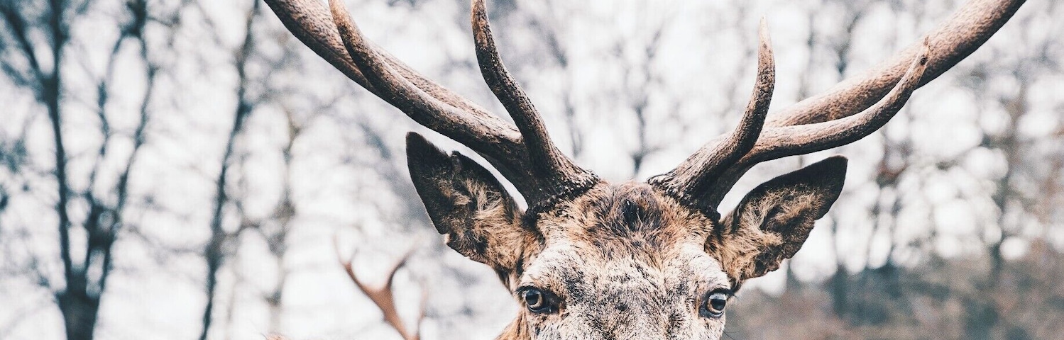 Meeting this deer in the Eifel National Park in Germany.
#troveon #germany #deer #wildlife #forest #wild #outside #portrait
Make sure you follow me on: https://www.facebook.com/ShotByCanipel/ https://www.instagram.com/canipel/