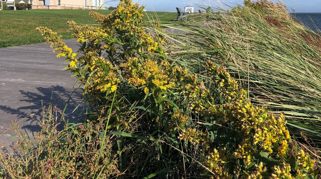 Yellow Wildflowers Blowing in the Wind on an Autumn Day at Tanner Park in Copiague, Long Island, New York.