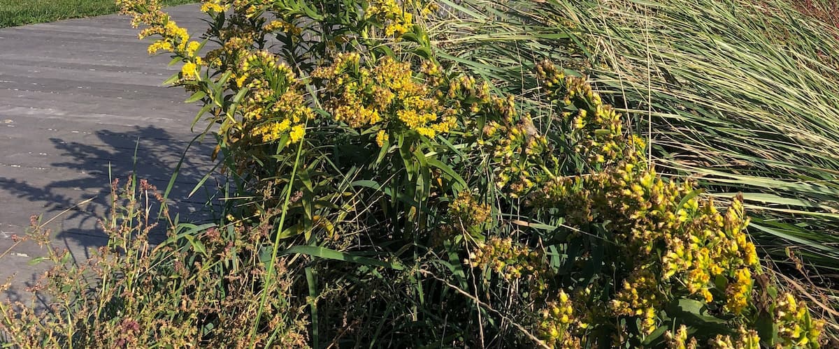 Yellow Wildflowers Blowing in the Wind on an Autumn Day at Tanner Park in Copiague, Long Island, New York.