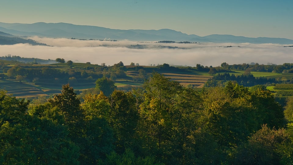 A valley with terraced fields, dense forest, and a layer of fog over the hills.