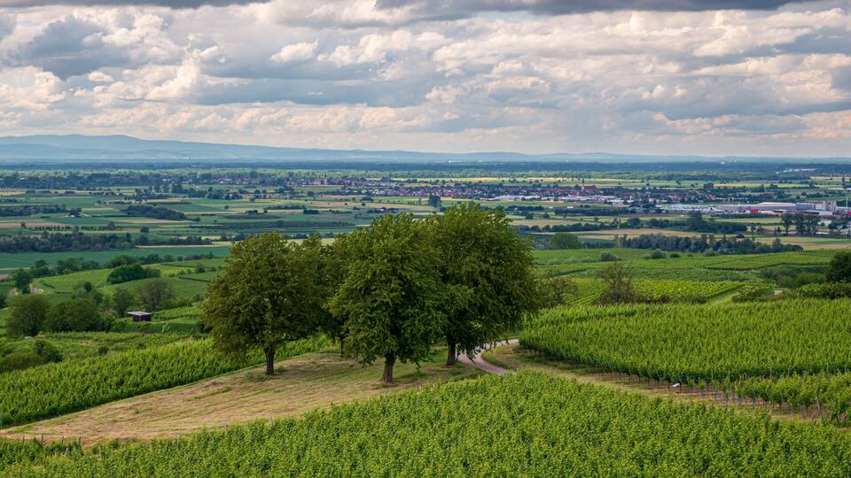A vineyard with rows of grapevines, a path, and a town in the background under a cloudy sky.