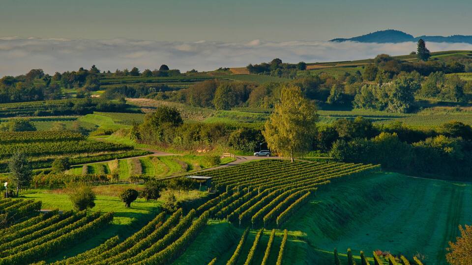 A vineyard with rows of grapevines, a winding road, and rolling hills in the background.