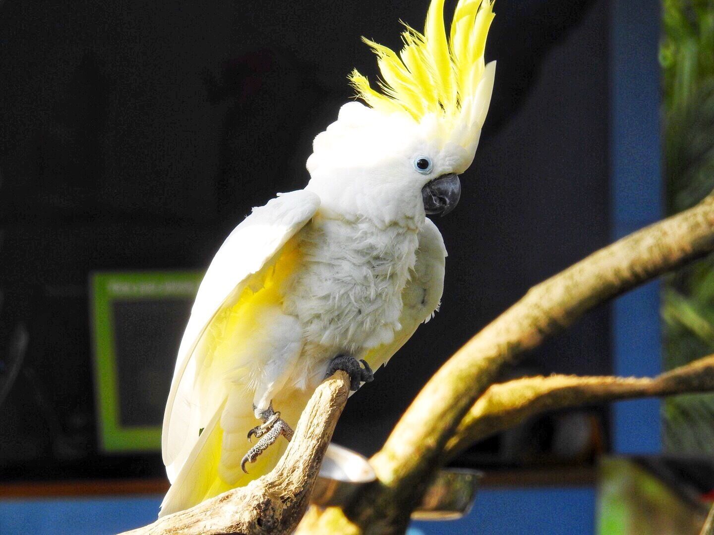 #Cockatoo @ #balibirdpark #bali #indonesia #lifeatexpedia #birds #zoo