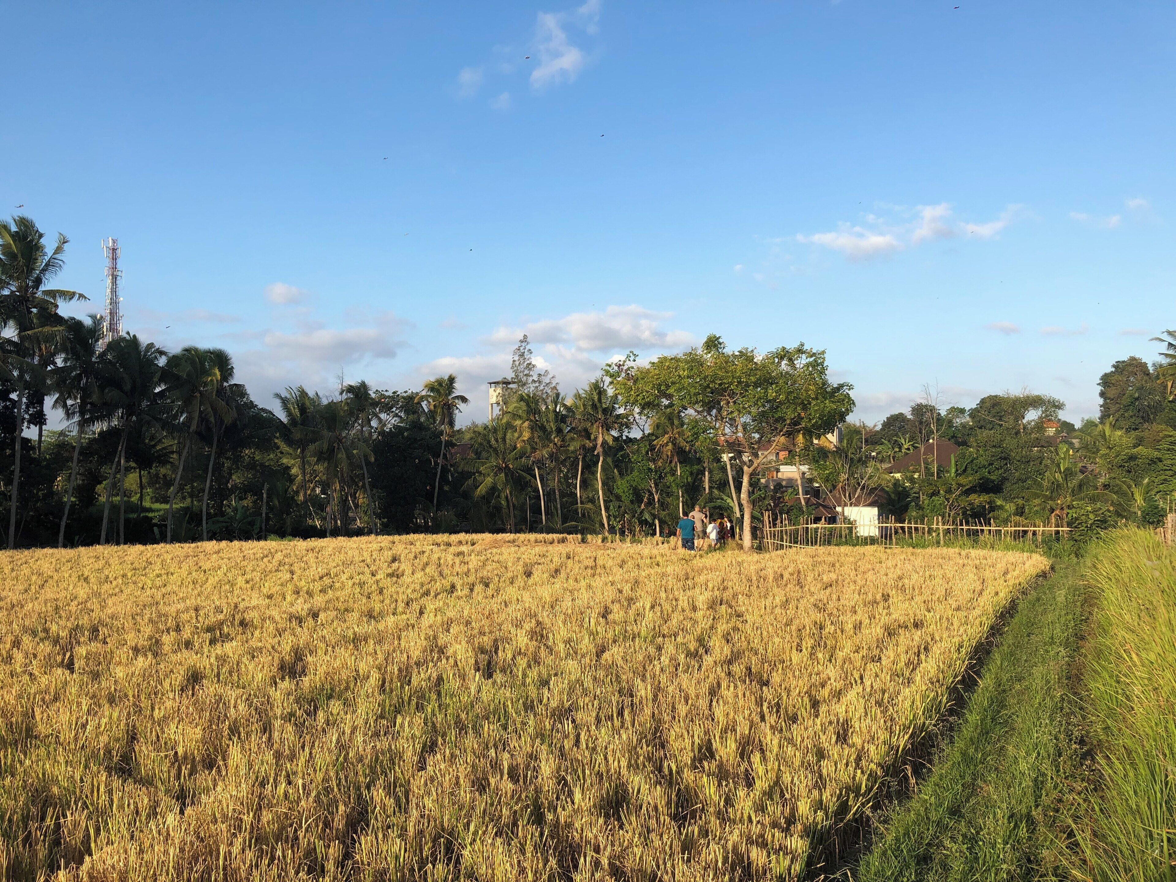 Afternoon walk enjoying yellow rice paddy sights #bali #singapadu #lifeatexpedia