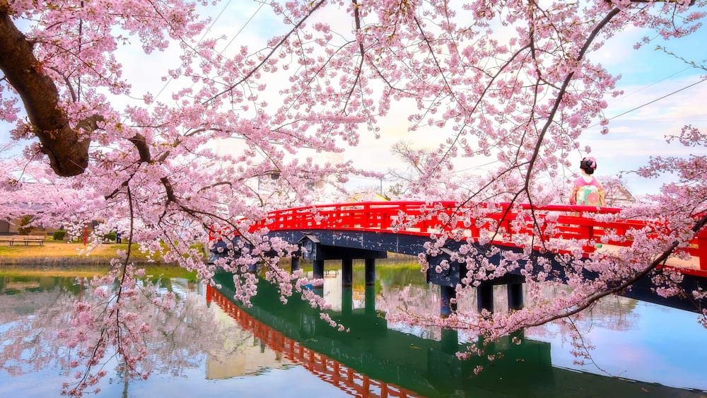 Full bloom Sakura - Cherry Blossom at Hirosaki park, one of the most beautiful sakura spot in Tohoku region and Japan