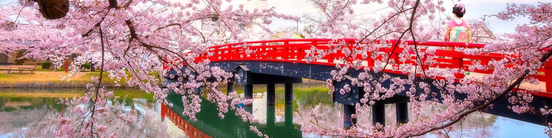 Full bloom Sakura - Cherry Blossom at Hirosaki park, one of the most beautiful sakura spot in Tohoku region and Japan