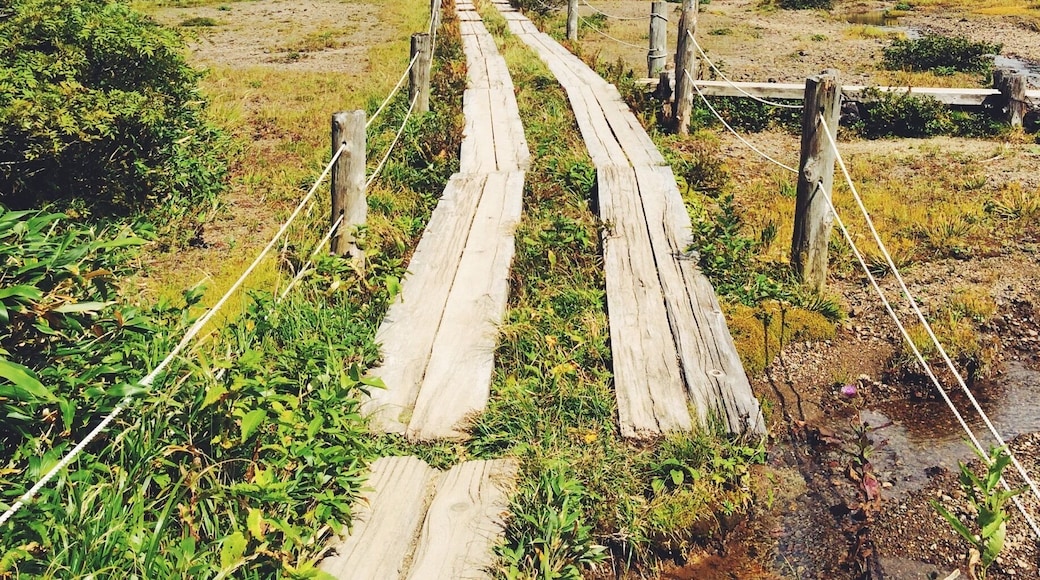 Another shot from hiking in the Hakkoda Mountains. This little path lead to a source of fresh, cold, delicious mountain water. Perfect for a summer hike! #hiking