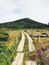 A wooden bridge leading to a hill with dense forest.