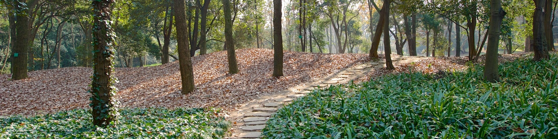 Jardim Botânico de Hangzhou que inclui florestas e um jardim