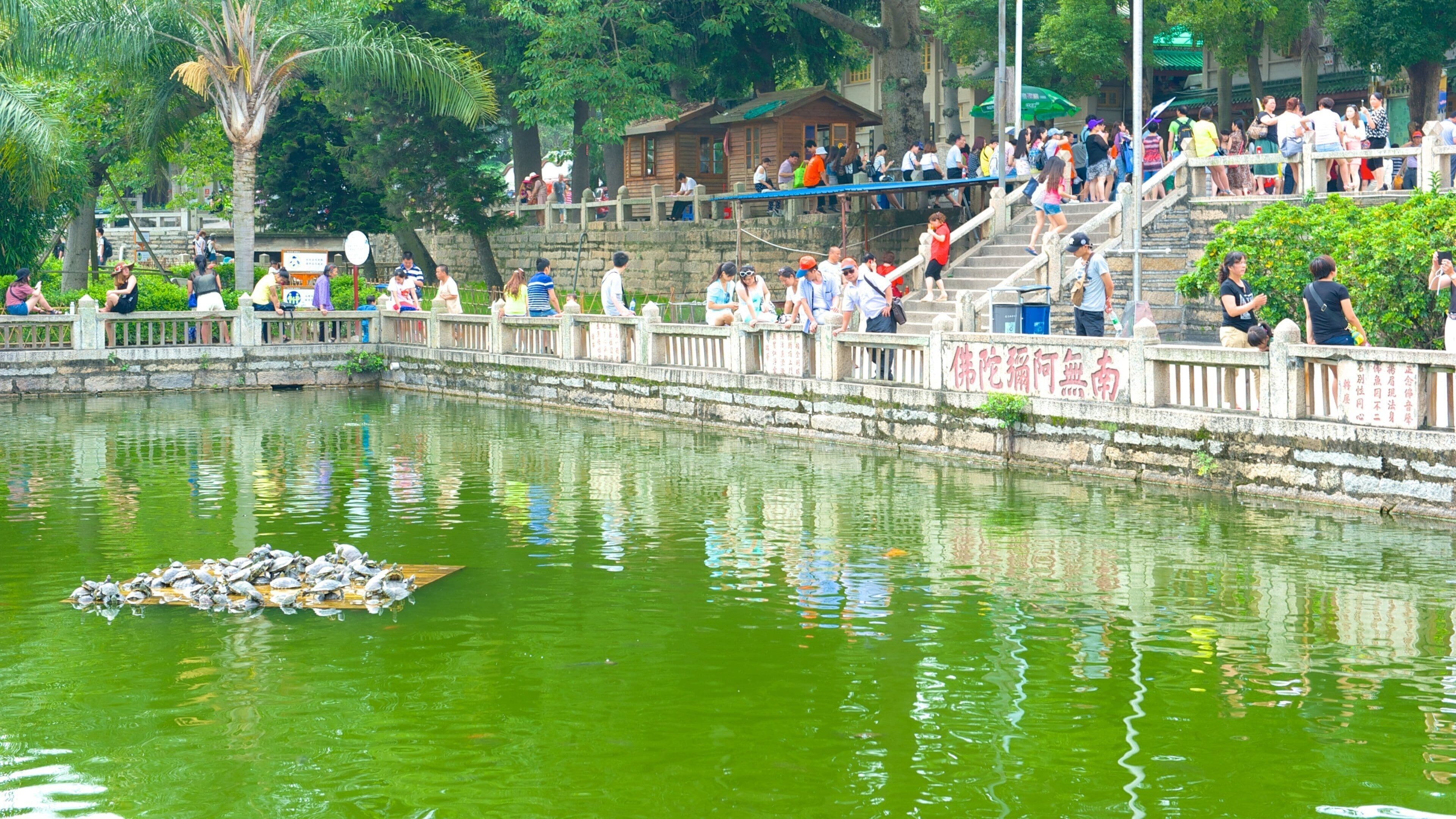 Nanputuo Temple showing a pond, religious aspects and a temple or place of worship