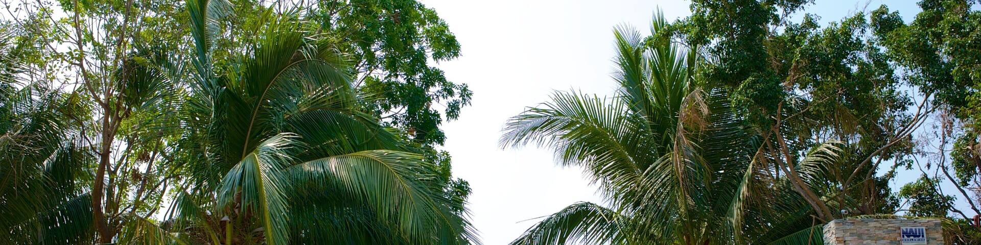 Dadongdai Beach showing tropical scenes and signage