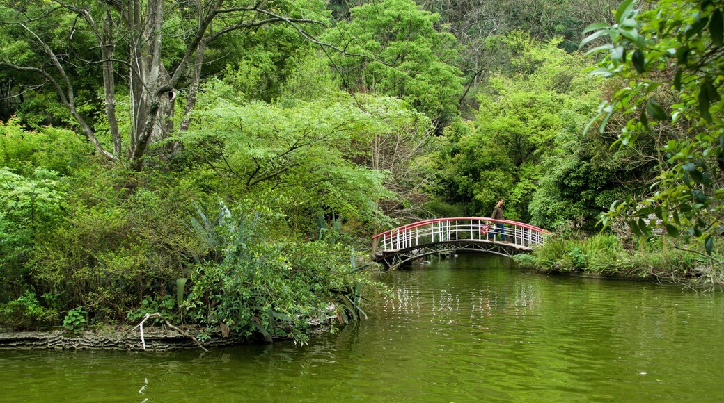 Seven-Star Park featuring forest scenes, a river or creek and a bridge