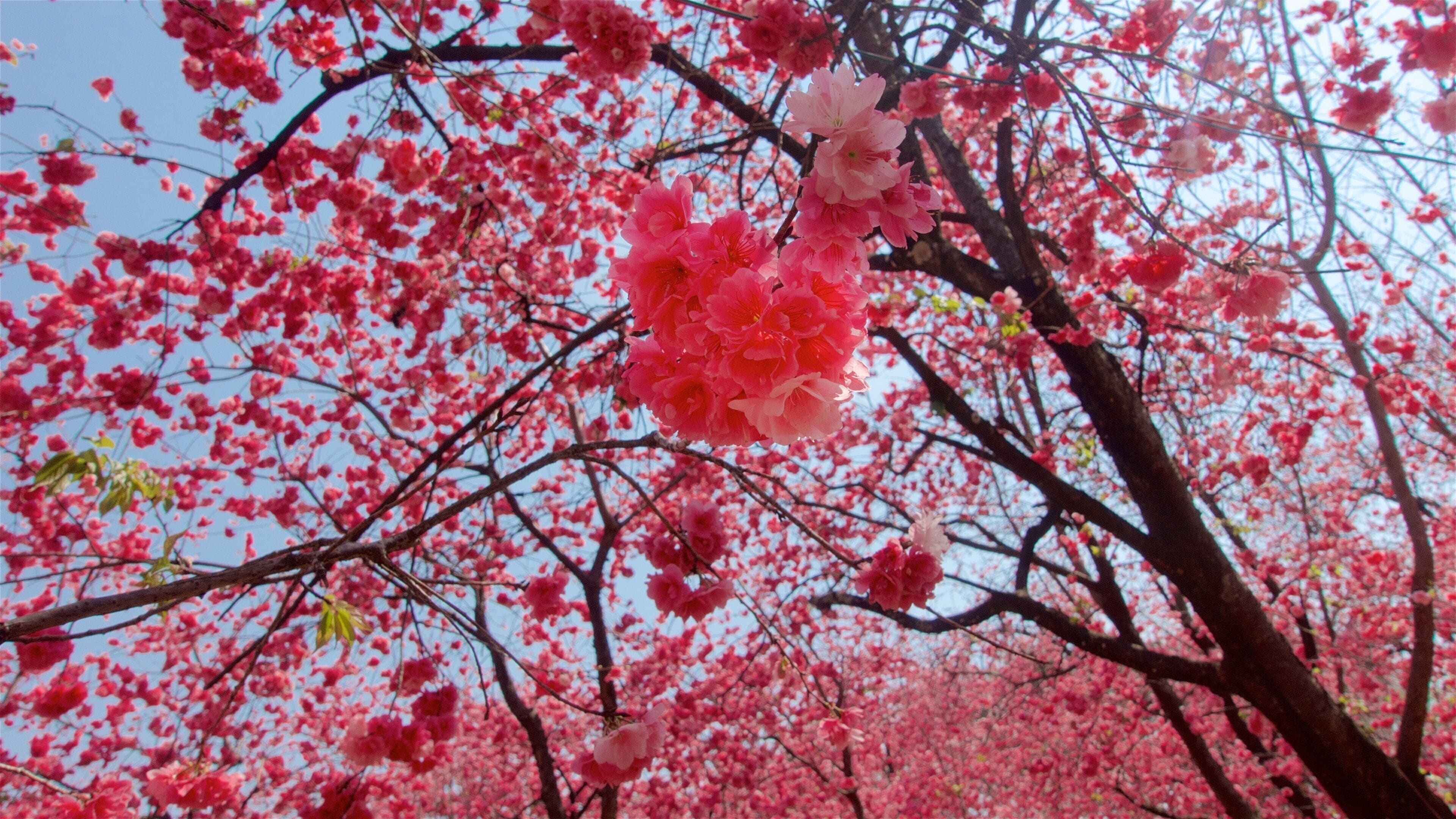 Kunming Zoo showing a park and wildflowers