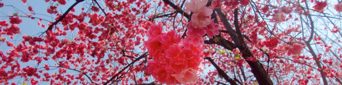Kunming Zoo showing a park and wildflowers