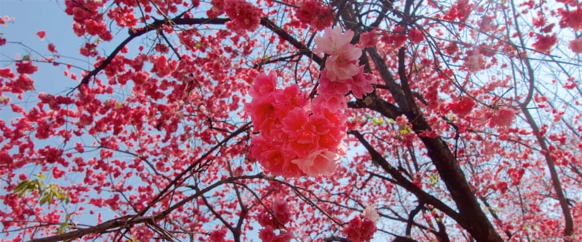 Kunming Zoo showing a park and wildflowers