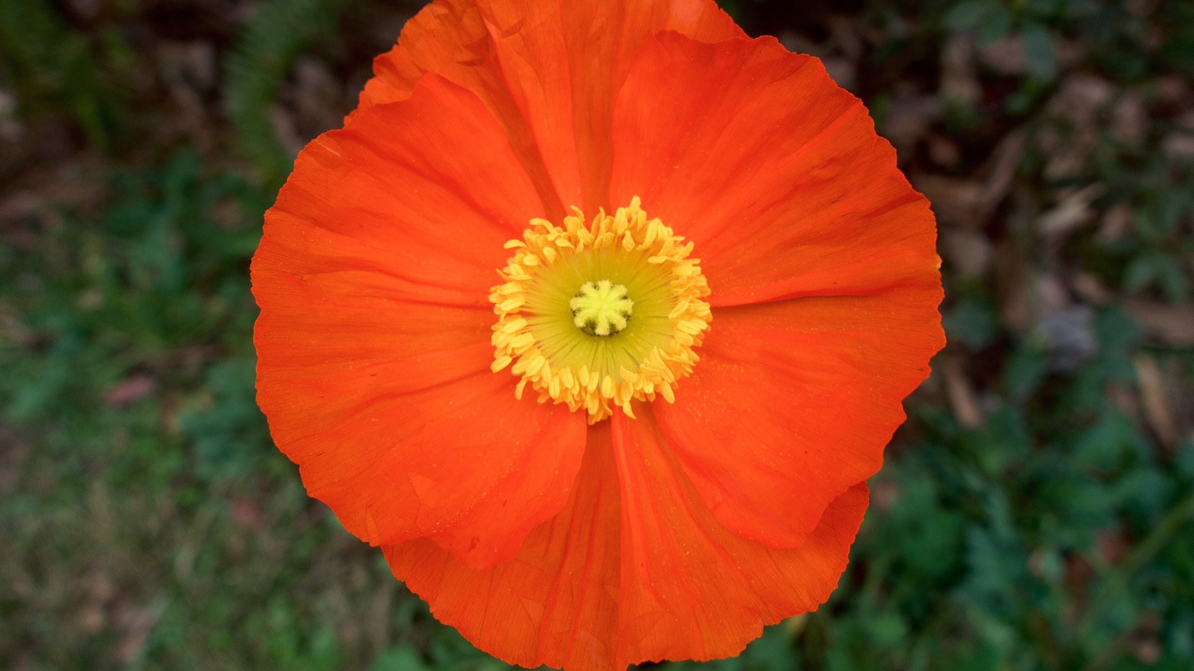 Chengdu Research Base of Giant Panda Breeding showing wildflowers