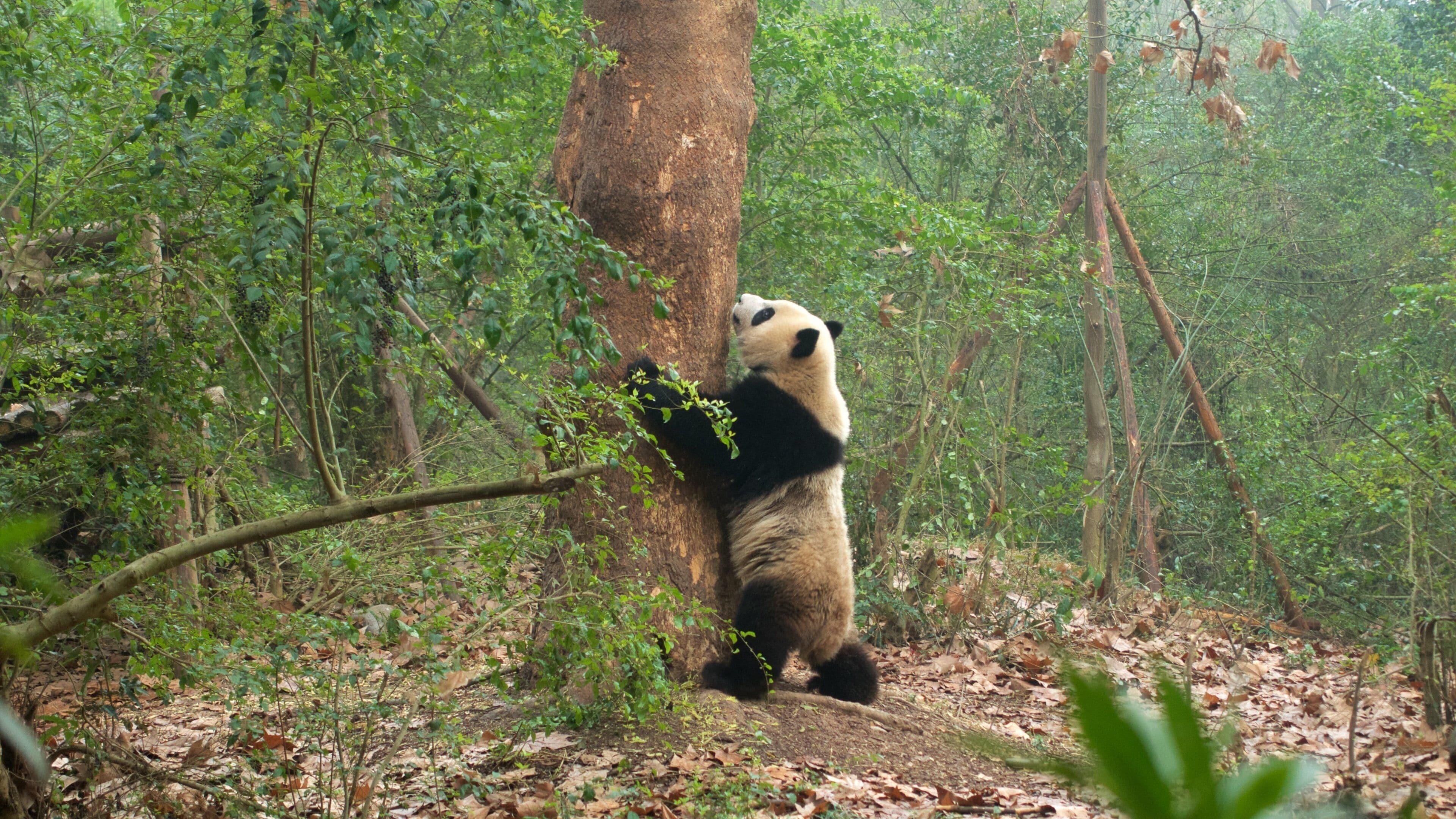 Giant Panda Breeding Research Base which includes zoo animals, land animals and forests