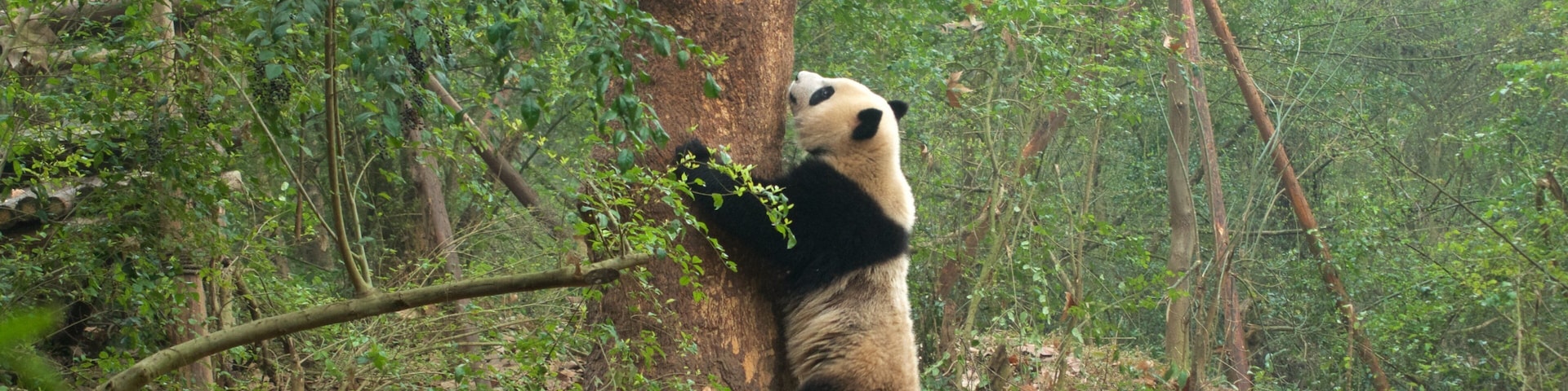Base de Pesquisa de Reprodução do Panda Gigante mostrando animais terrestres, cenas de floresta e animais de zoológico