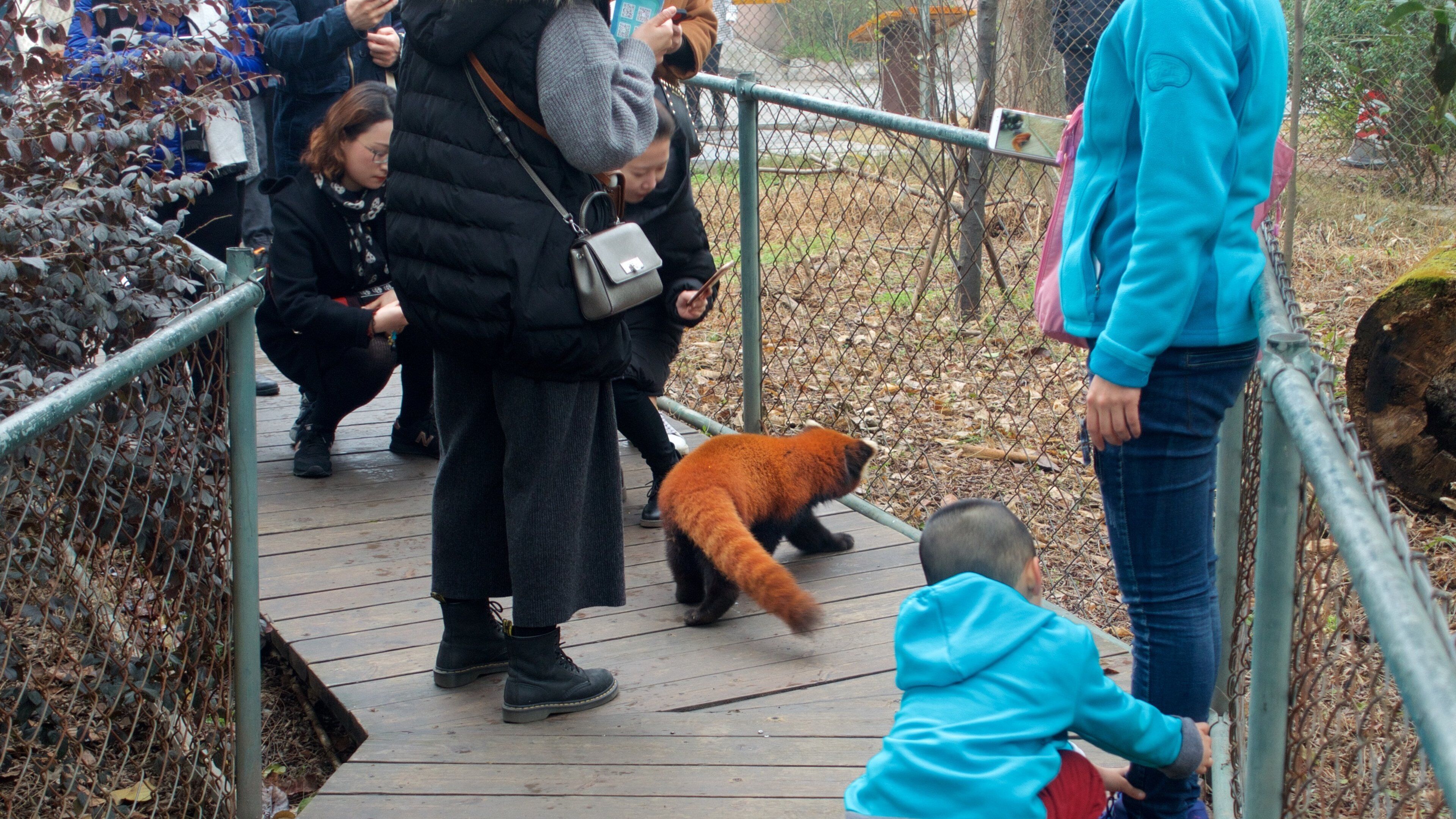 Giant Panda Breeding Research Base