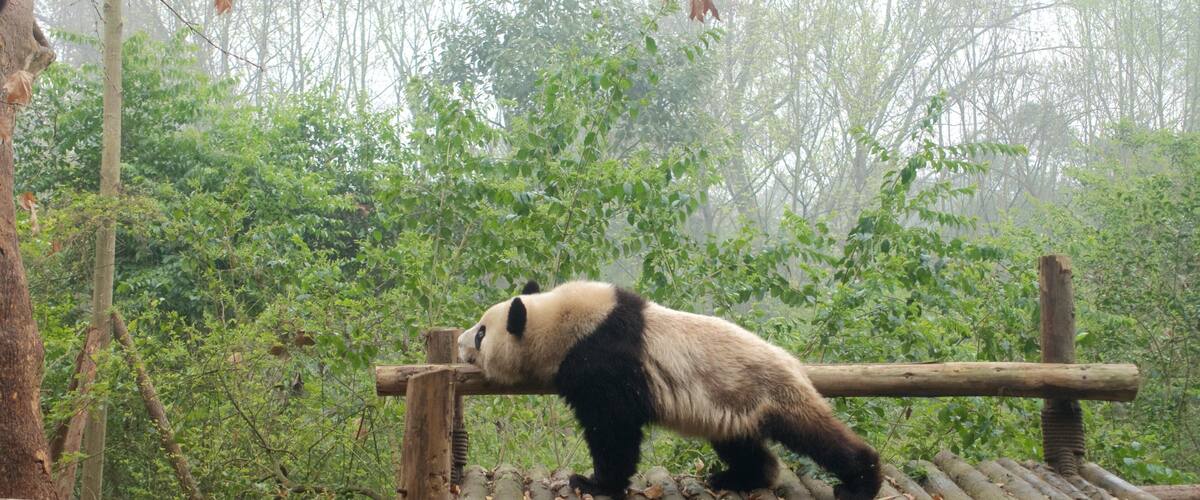 Giant Panda Breeding Research Base