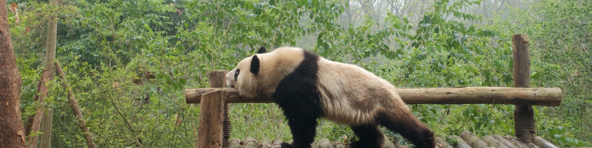 Giant Panda Breeding Research Base