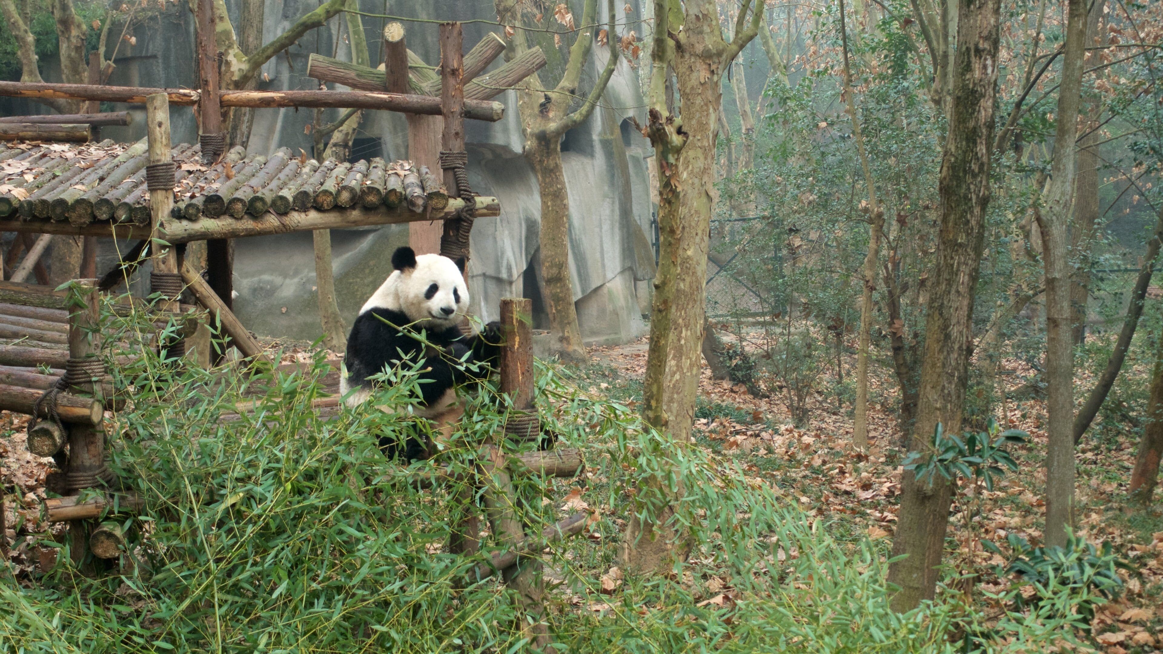 Panda bambumetsässä, jossa on puurakenteisia aitoja ja muita elementtejä.