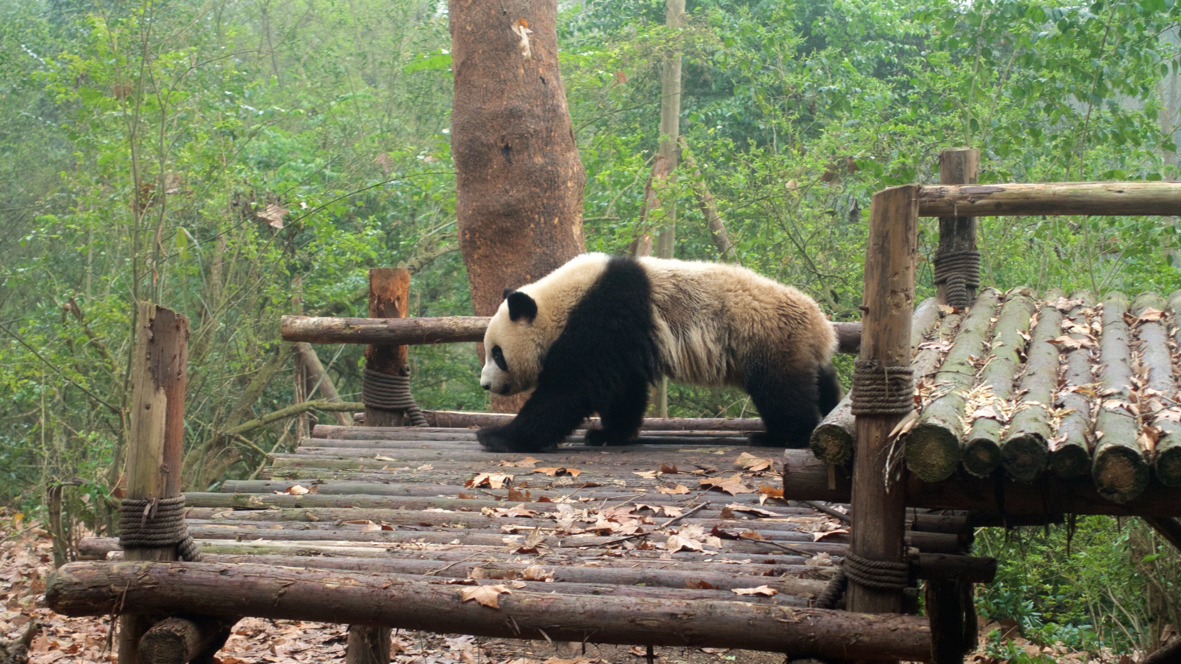Giant Panda Breeding Research Base