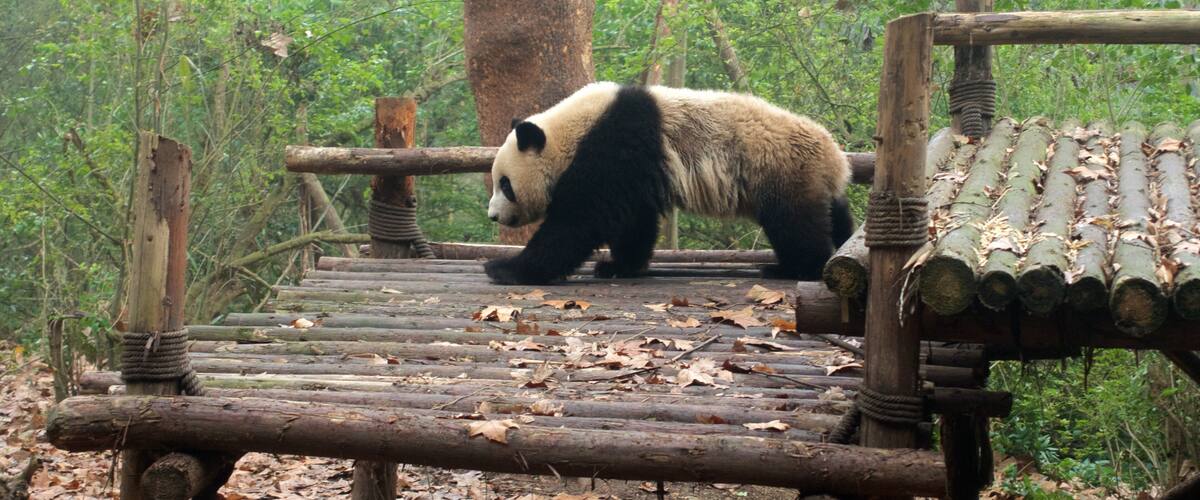 Giant Panda Breeding Research Base