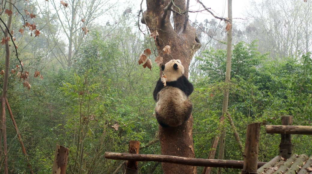 Giant Panda Breeding Research Base