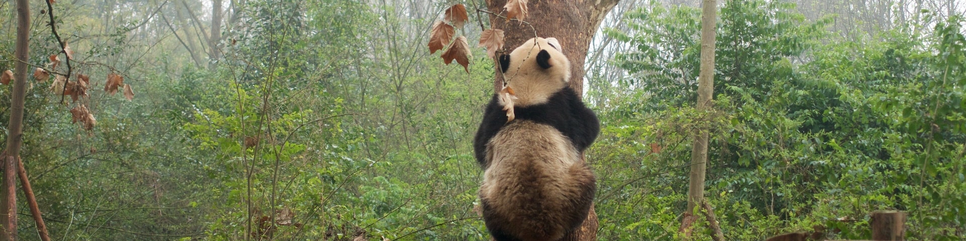Un panda trepando un árbol en un área boscosa.