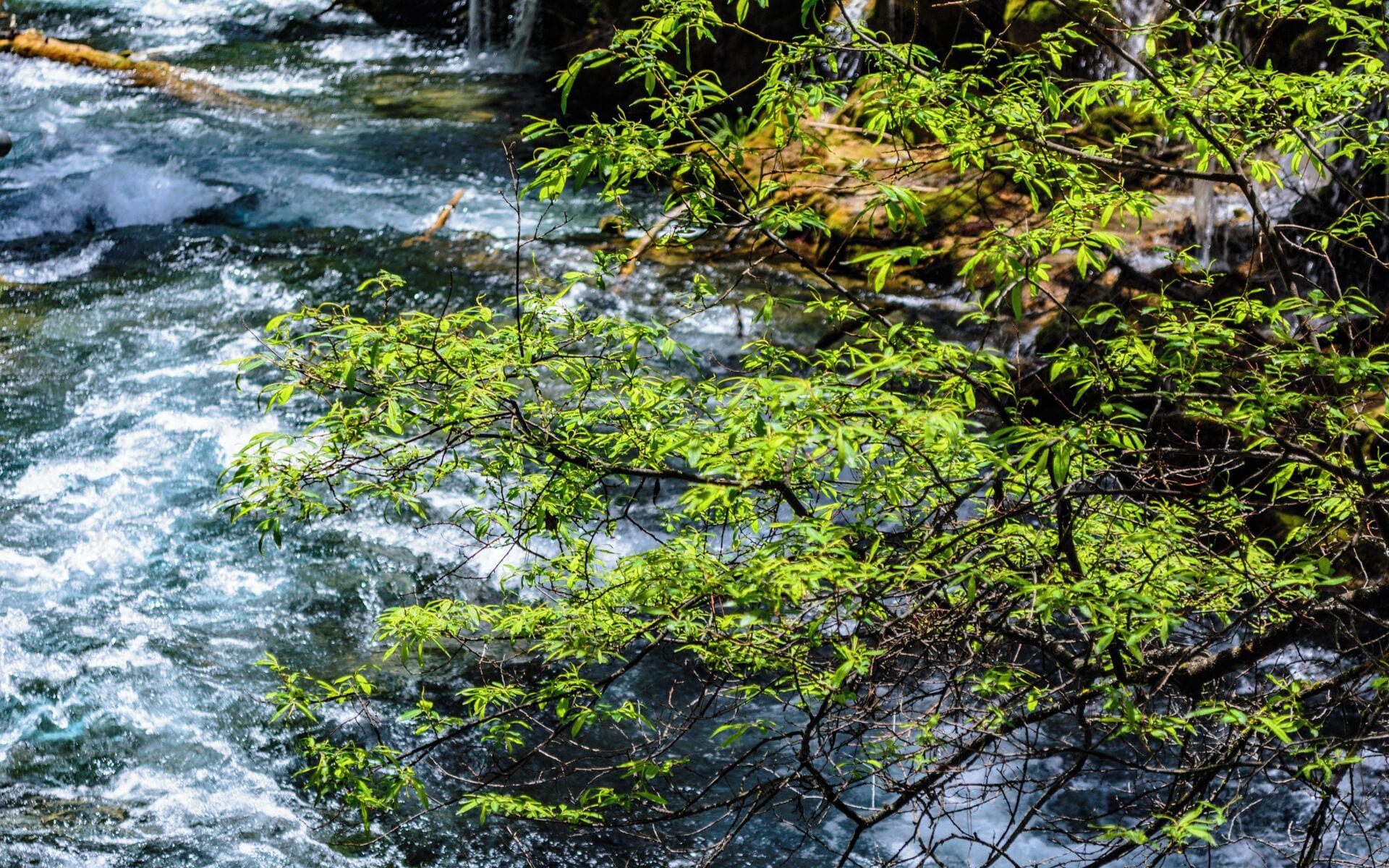 The Summer of #Jiuzhaigou Valley.
夏日的九寨沟

https://twitter.com/Beautifulgx
