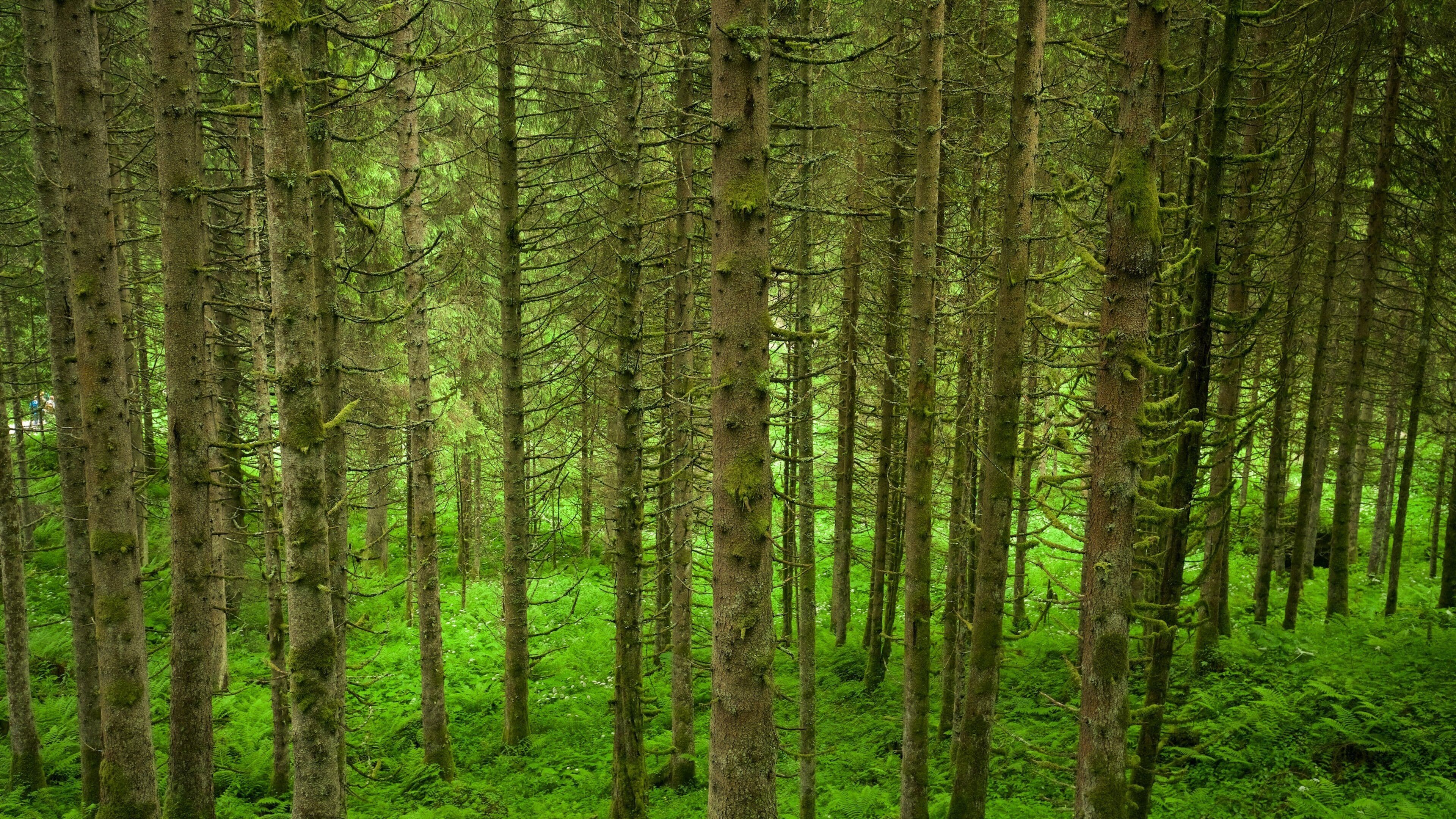 Upper Krimml Waterfall featuring forests