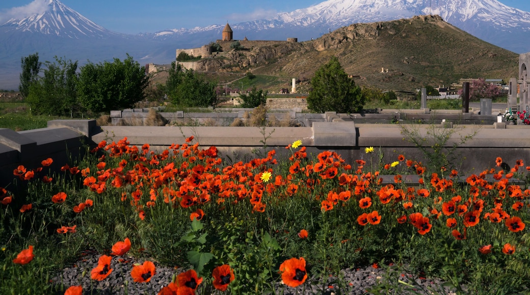 Marz d'Ararat