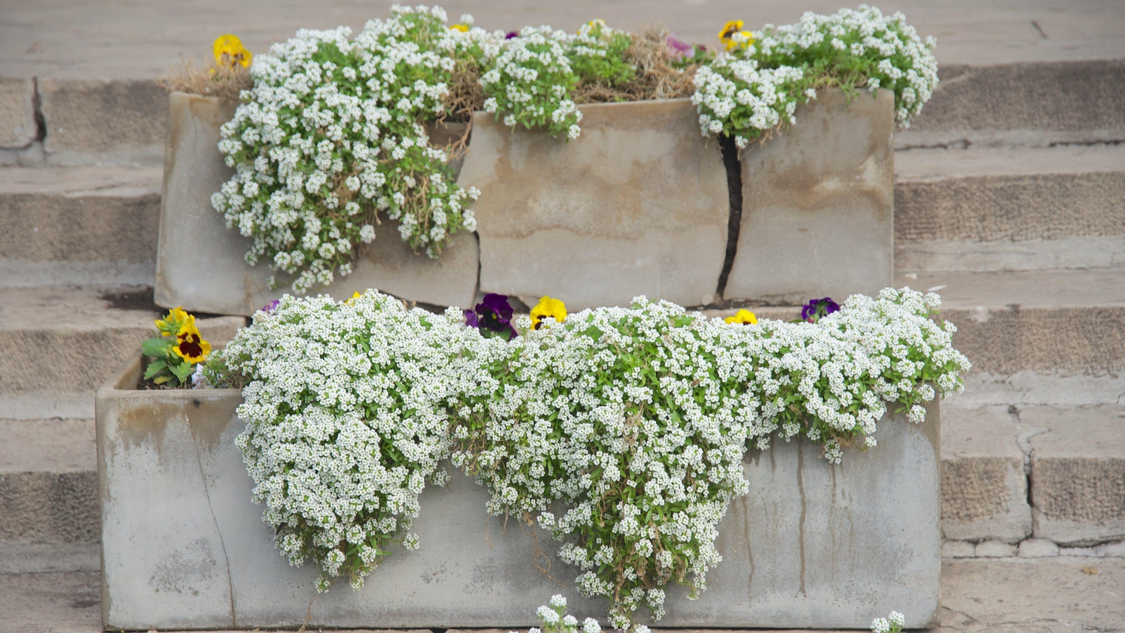 Mar del Plata Cathedral showing flowers