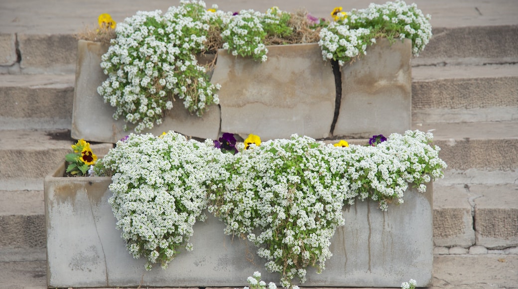 Mar del Plata Cathedral showing flowers