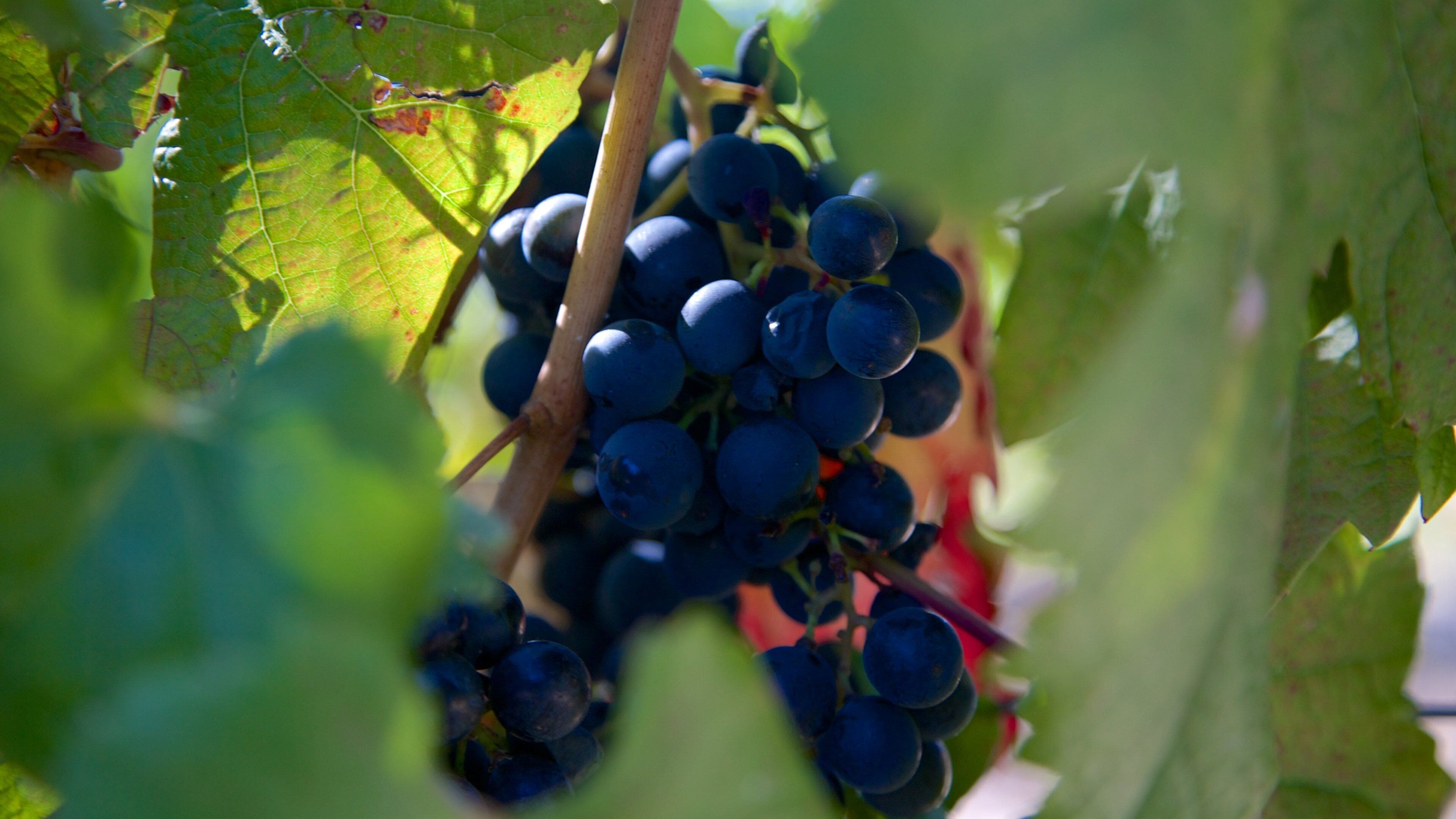 Lagarde Winery showing farmland and food